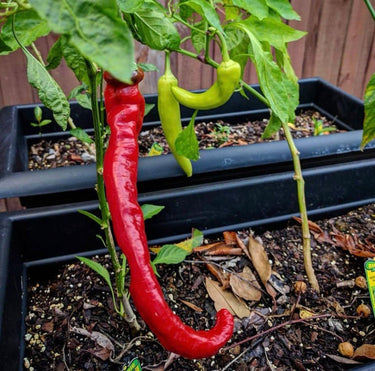 Cow Horn Pepper Seeds - The Pepper Pantry (Formerly Marie Sharp's)